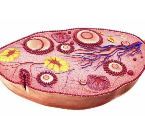 武汉高龄供卵平台,武汉助孕医院(武汉试管助孕医院)