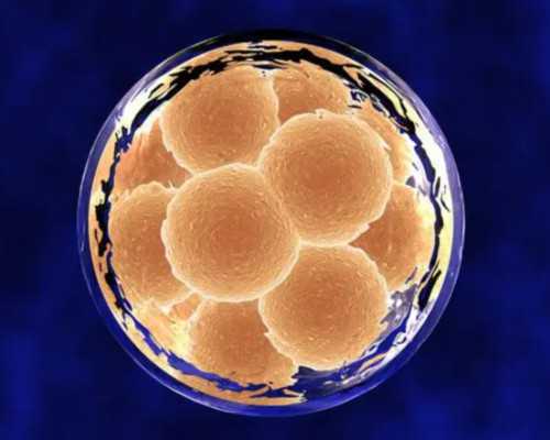 武汉诚信代孕公司,武汉试管费用(武汉做试管费用需要多少)