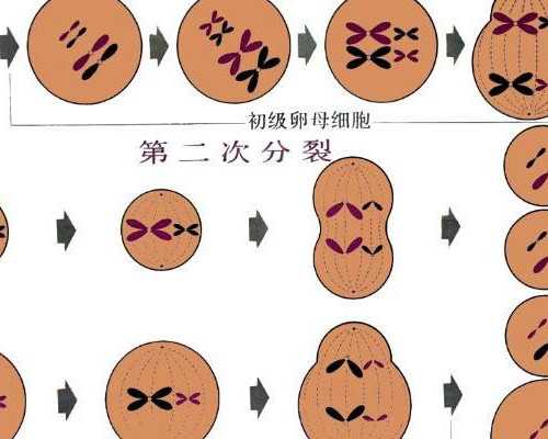 备孕前体重超标怎么办？准备怀孕前需要减肥吗？