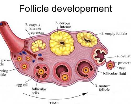 多胎妊娠减胎术后怎么护理恢复快？~供卵三代包男孩