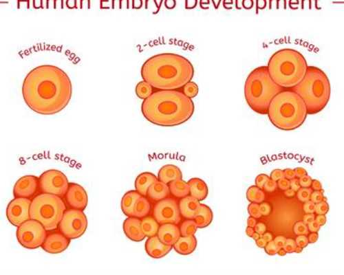 武汉代怀价钱,武汉供卵三代试管(武汉供卵试管去哪有)