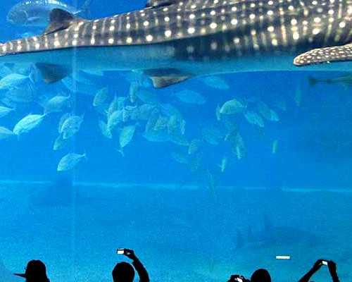 卵巢早衰amh低，吃哪十大中药能帮助恢复？~~咨询试管代生