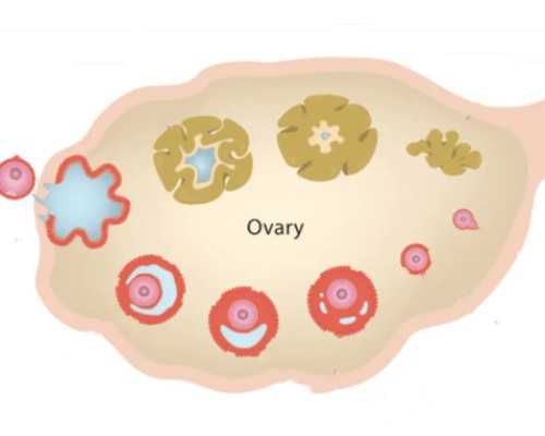 女人患有卵巢囊肿用两种治疗方法~~高薪供卵