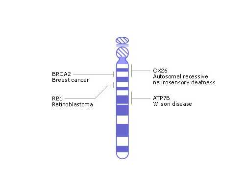 男、女不同的不孕不育原因可以做试管婴儿吗