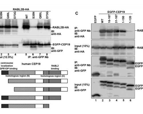 盆腔炎治疗费用贵不贵~捐卵招聘电话
