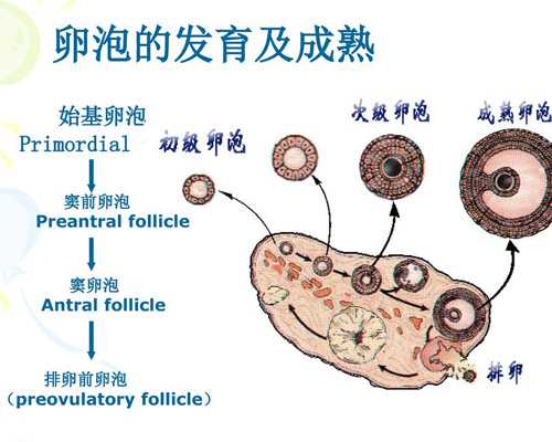 徐州第三代试管婴儿成功率究竟有多高呢？~试管代生哪家强