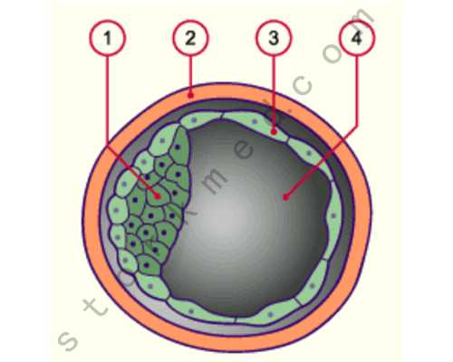 石家庄卵巢早衰吃什么食物好：卵巢早衰,吃哪些食物来保养卵巢?